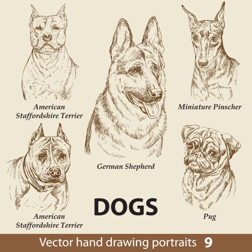 Set hand drawing dogs Royalty Free Vector Image