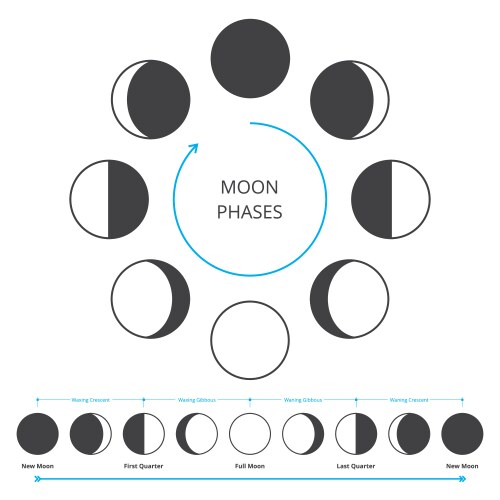 Lunar Moon Phases Cycle All 28 Shapes For Each Vector Image Lunar Moon Phases Cycle All 28 Shapes For Each Vector Image