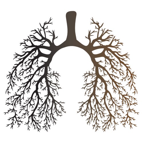 human lungs respiratory system healthy vector