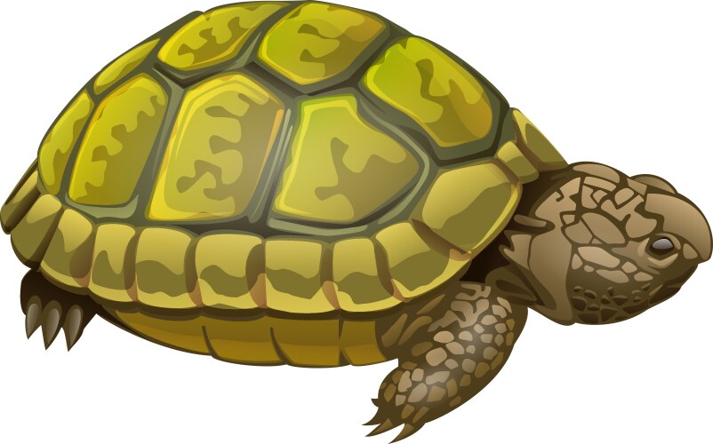 turtle vector