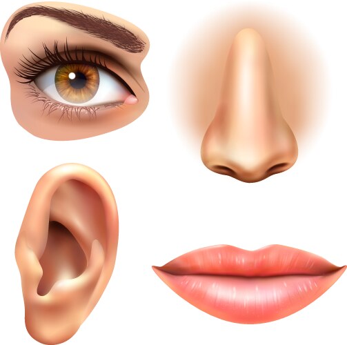 eye ear lips nose icons set vector image