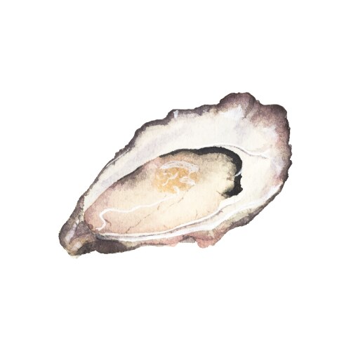 Watercolor Oyster Sketch Vector Image