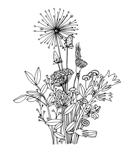 Wildflower Sketch - Botanical Drawing Vector Image