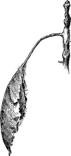 Promethea Moth Cocoon - Vintage Engraving Vector Image