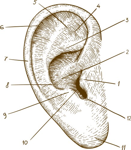 Ear Vector Images (over 210,000)