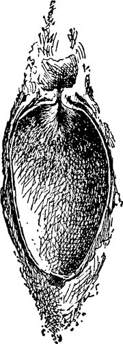 Promethea cocoon vintage Vector Image