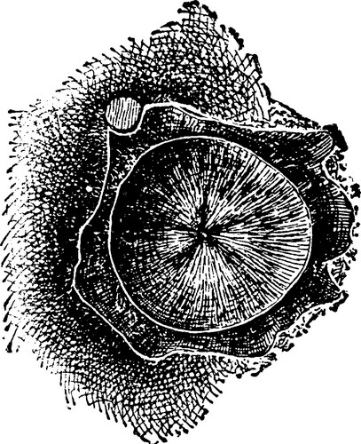 Cecropia moth cocoon vintage Vector Image