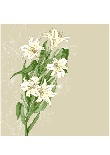 White lilly flower Royalty Free Vector Image - VectorStock