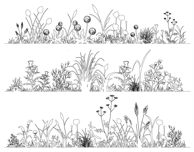 Botanical Field Flowers Line Art Vector Image
