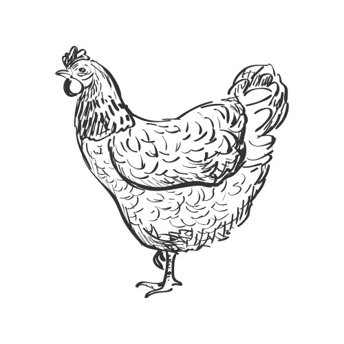 Cute Hen Doodle Vector Image
