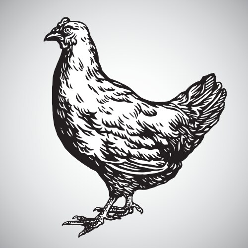 Detailed Chicken Drawing Vector Image