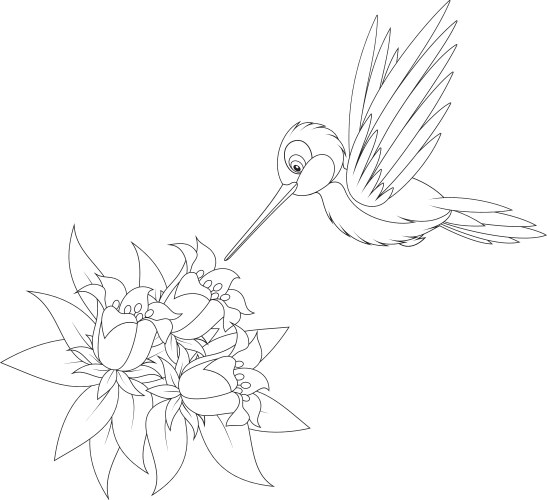 Hummingbird vector image