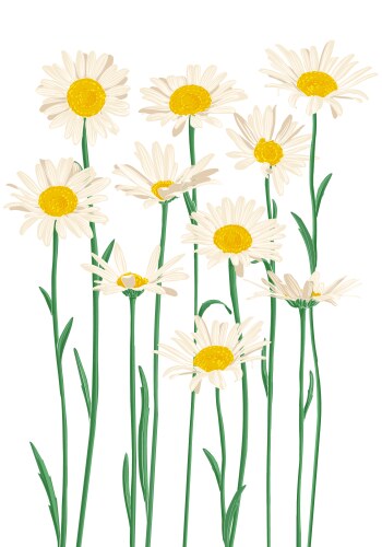 Wildflower Meadow Sketch Vector Image