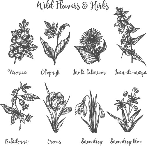 Vintage Herbs & Wildflowers Sketch Vector Image