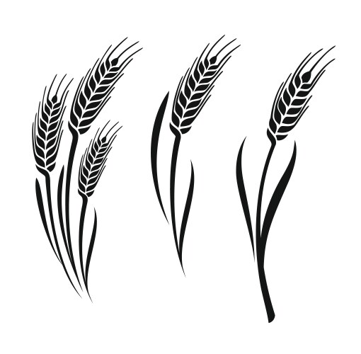 wheat ears vector image vector image