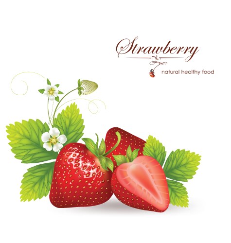 Strawberries vector image