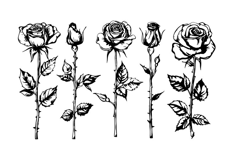 Set of rose flowers hand drawn realistic Vector Image