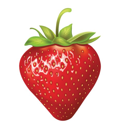 Strawberries Royalty Free Vector Image - VectorStock