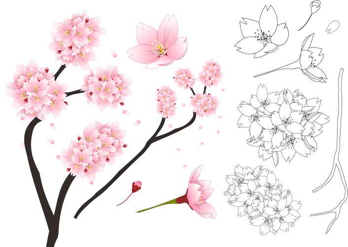 Sakura cherry blossom flower outline Vector Image