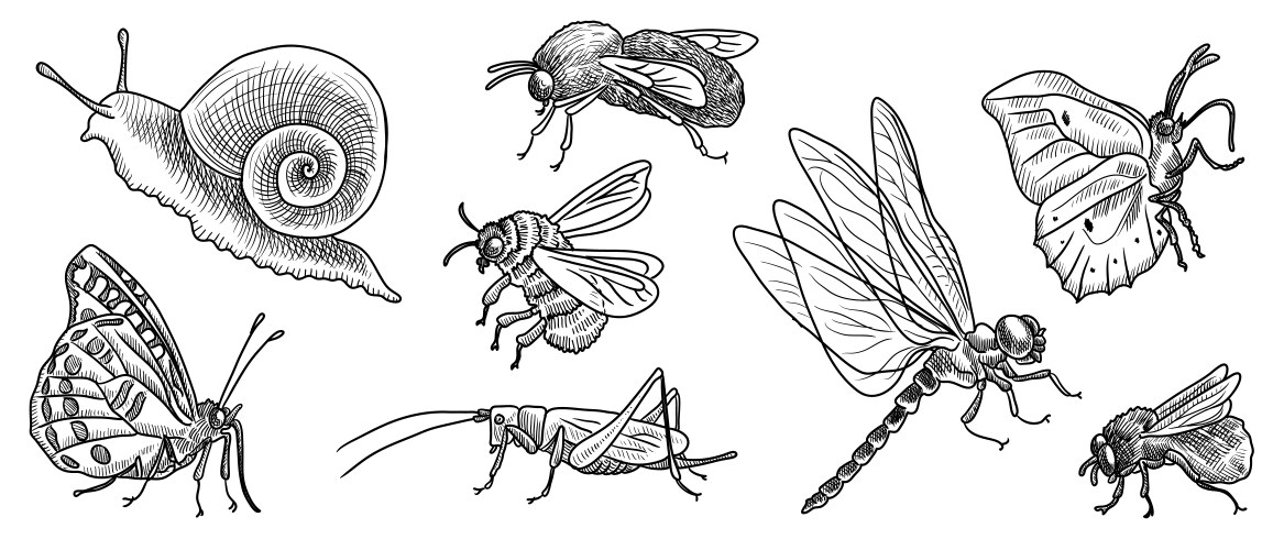 Insect Drawing Collection Vector Image