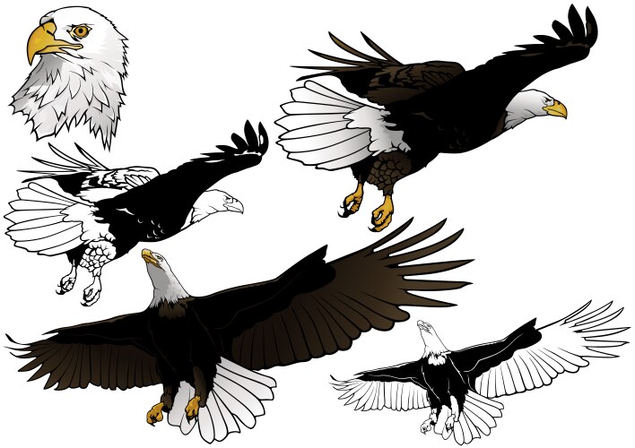 Eagle Royalty Free Vector Image - VectorStock