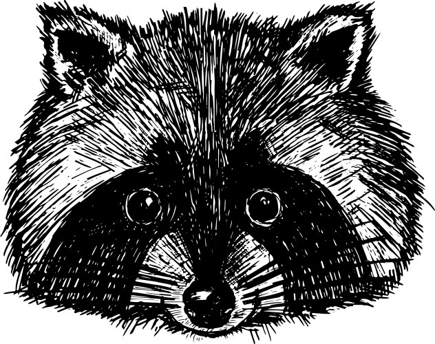 Adorable Raccoon Sketch Template Vector Image