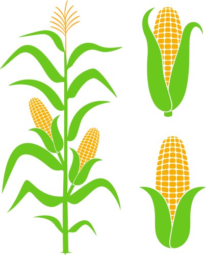 Growing Corn Vector Corn maize growth stages vegetable crop plant Vector Image