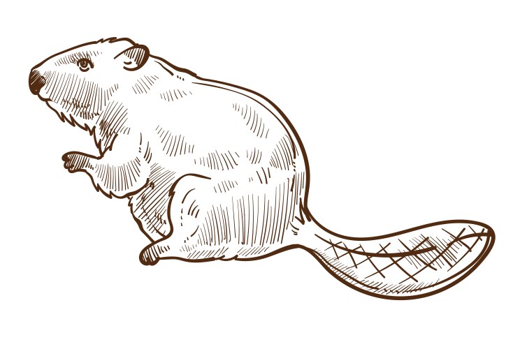 Beaver Sketch - Forest Animal Vector Image