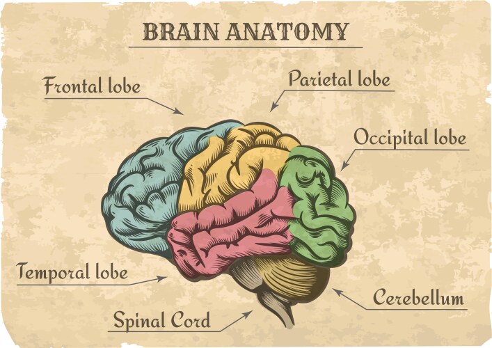 Vintage Brain Anatomy Sketch Vector Image