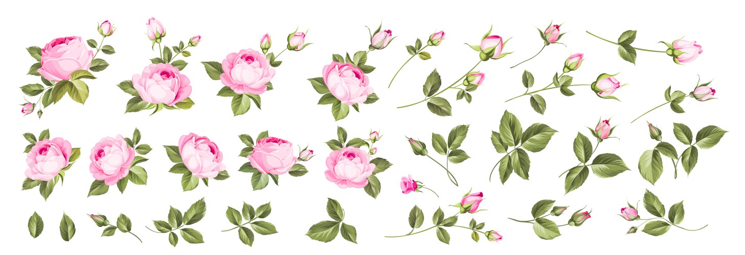 set different roses on white background vector image