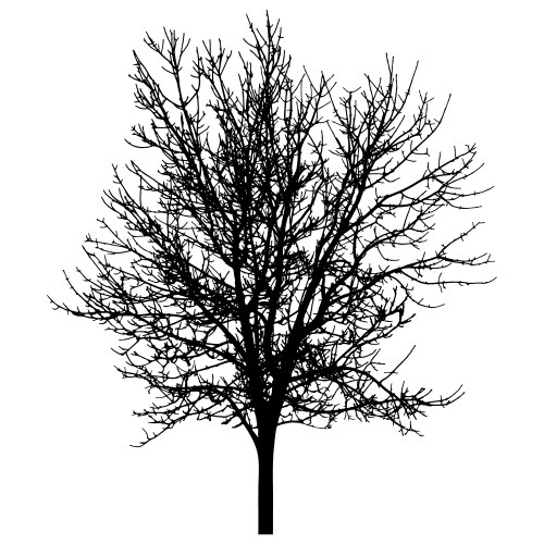 Detailed bare winter oak tree silhouette Vector Image