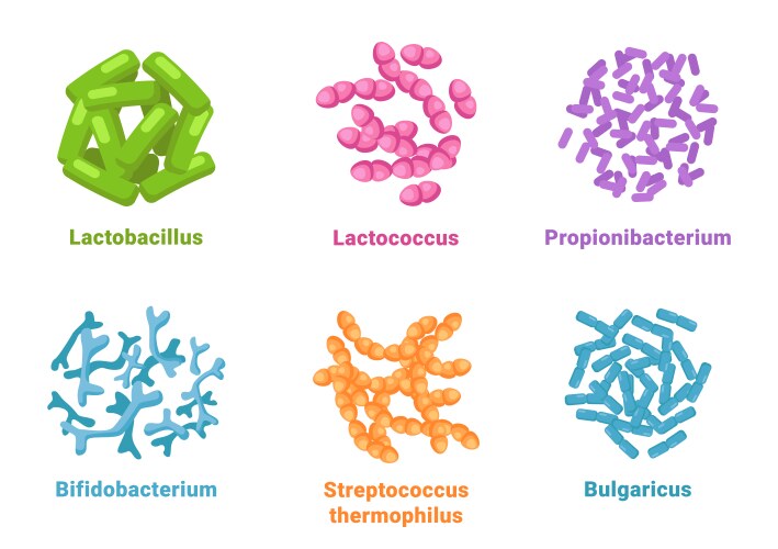 Bacterium Vector Images (over 79,000)