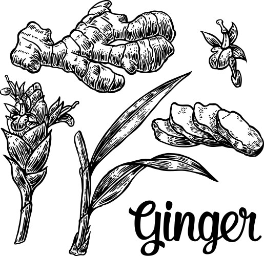 Ginger Root & Botanical Elements Vector Image