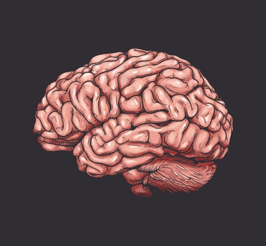 Detailed Brain Drawing - Side View Vector Image