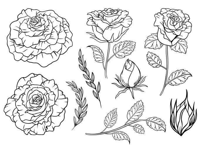 Hand drawn rose flower line art with leaves Vector Image