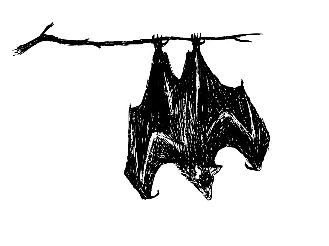 Cute cartoon bat hanging upside down on a tree Vector Image
