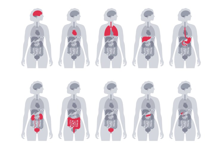 Human Endocrine System Diagram Royalty Free Vector Image