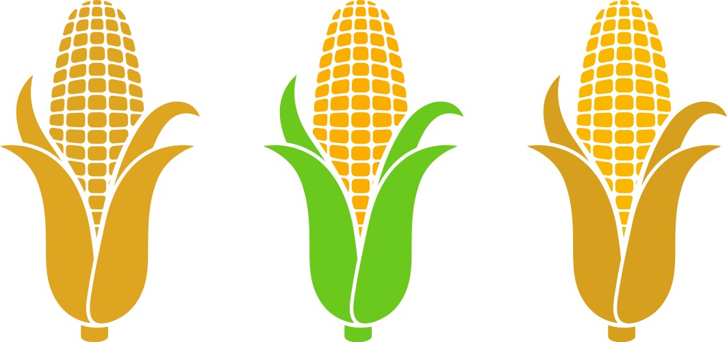 Corn vector image