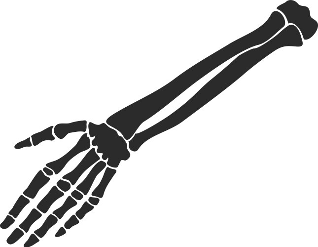 Human Skeleton Hand Anatomy Vector Image