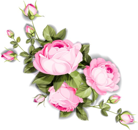 Pink Rose Bouquet Vector Image