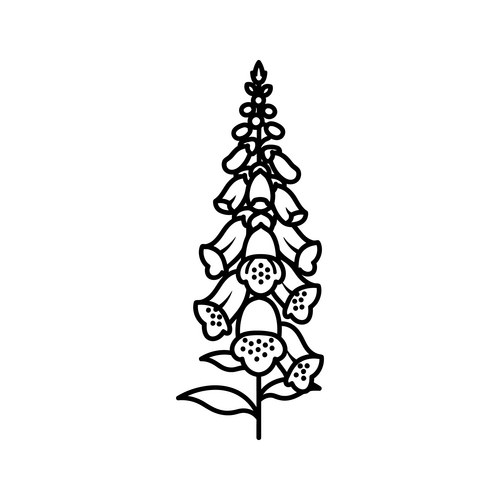 Foxglove Line Drawing Vector Image