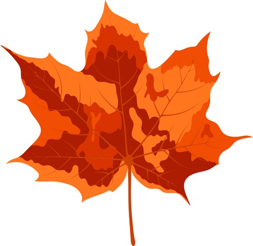 Realistic red maple leaf Royalty Free Vector Image