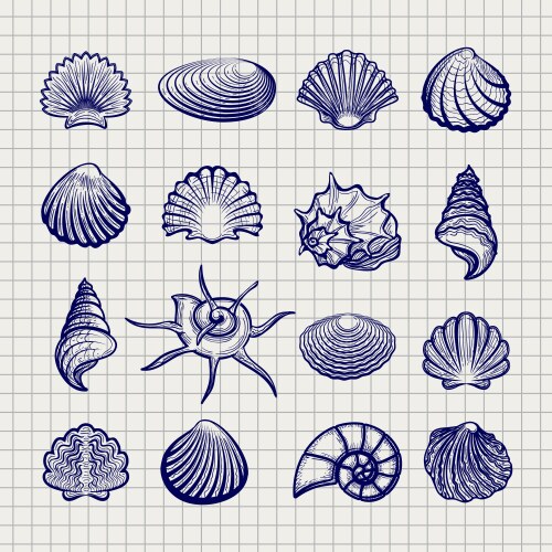 Shell Sketch Collection Vector Image