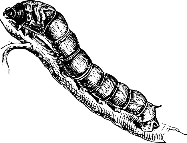 Silkworm Cocoon Vintage Engraving Vector Image