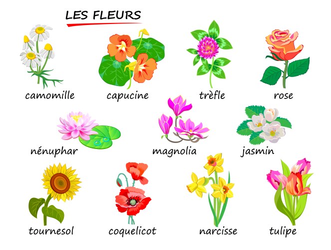 French Flower Names - Kids Learning Vector Image