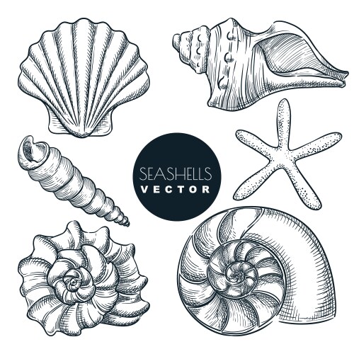 Seashell Collection - Hand Drawn Sketch Vector Image