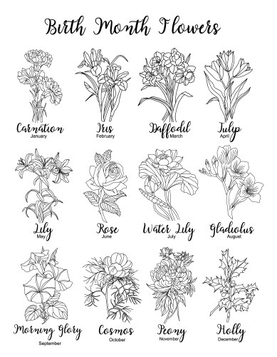 Birth Month Flowers - Line Art Vector Image