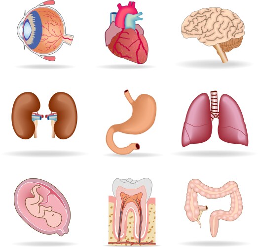 Human body parts Royalty Free Vector Image - VectorStock