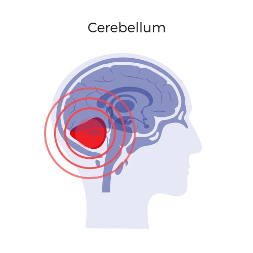 Pain brain vector image