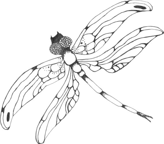 Elegant Dragonfly Sketch Vector Image